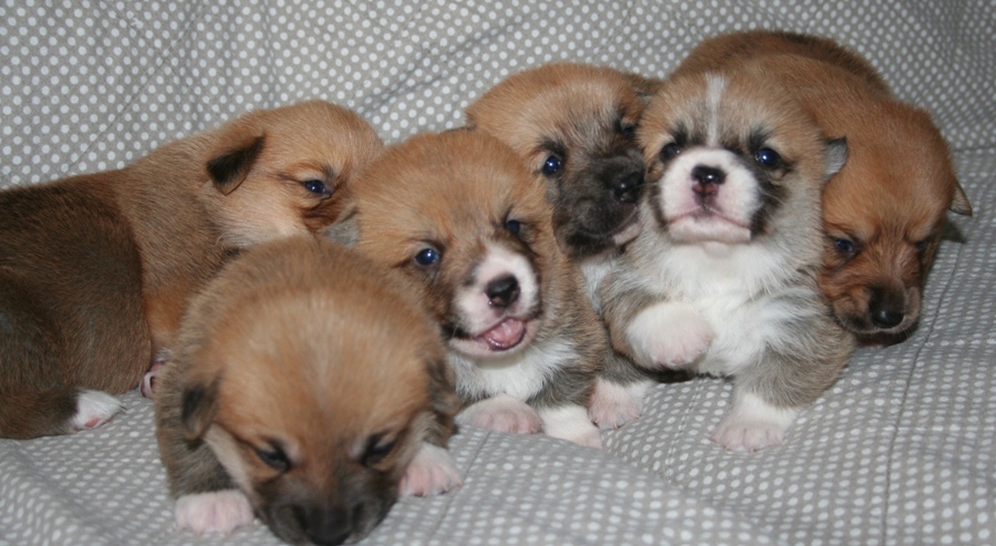 Puppies